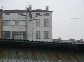 MARTILAR 7 MİLYONLUK BALIKLA BESLENİYOR