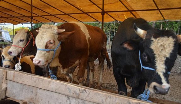 Zamdan kurbanlıklar da nasibini aldı