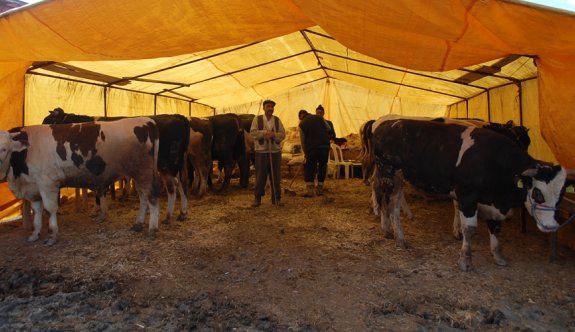 Kurban Bayramı yaklaştı fiyatlar el yakıyor