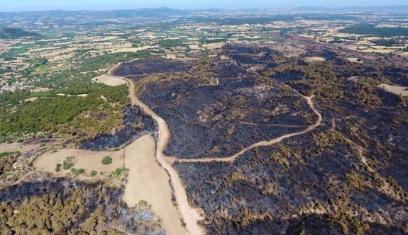 ÇOSB Çanakkale’de yanan ormanlık alanı yeniden ağaçlandıracak