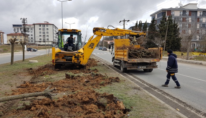 Yetişmiş ağaçları sökmek kimin aklı