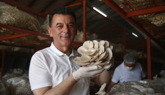 Kapaklı Mantar Üretim Tesisinde  İlk Hasat