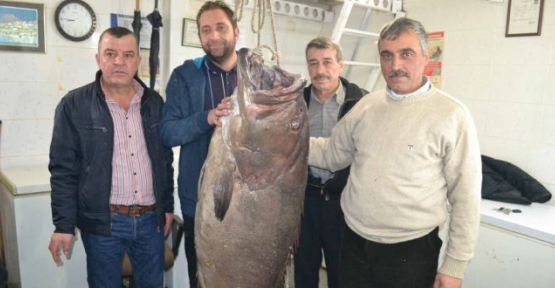 Saros'da 66.5 kilogramlık balık yakalandı